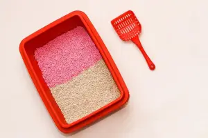 Cara Mudah Membersihkan Litter Box atau Kotak Pasir Kucing, Biar Kamu dan Kucing Kesayangan Terhindar dari Penyakit (Sumber : Freepik.com)