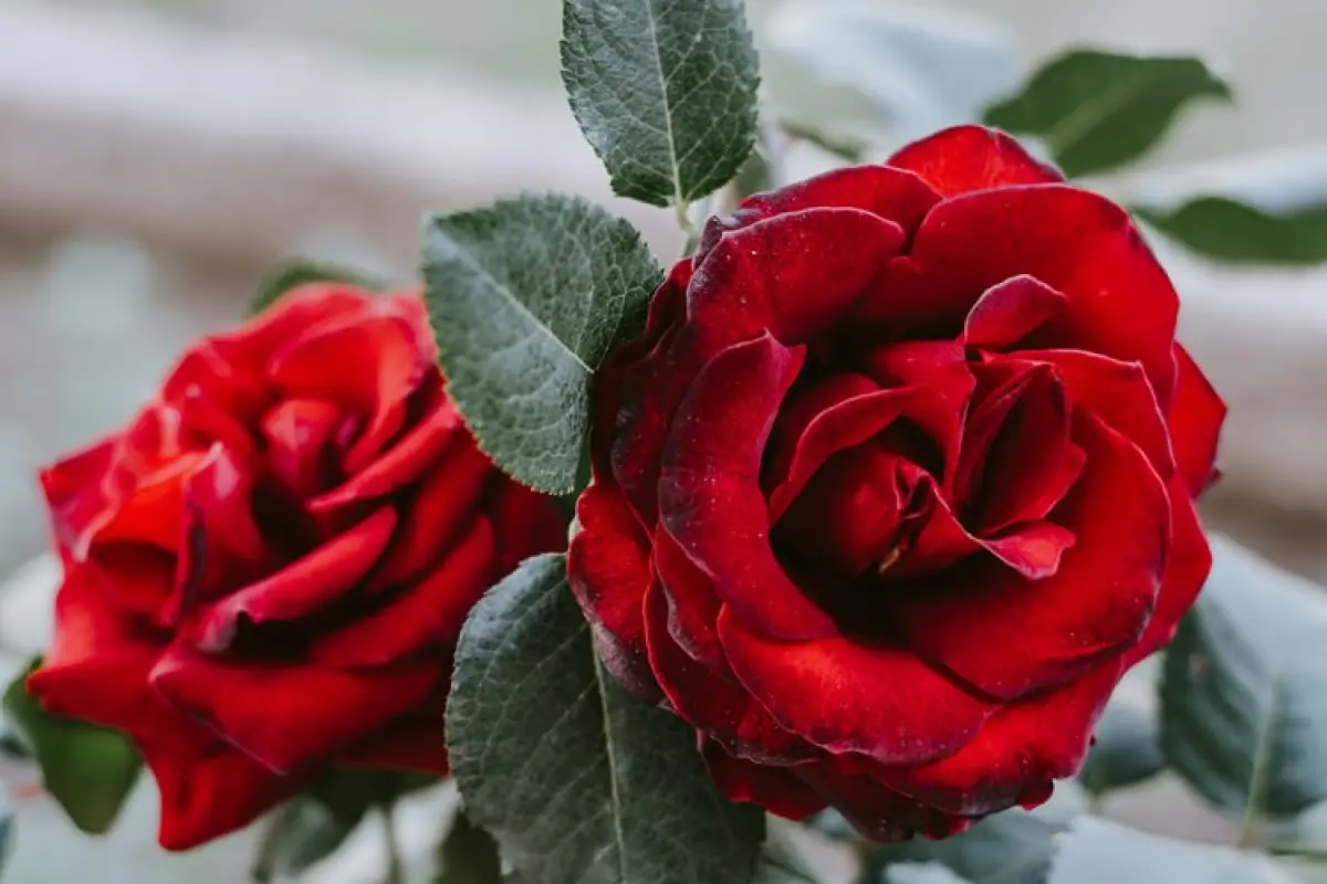 Lirik Lagu November Rain Guns N’ Roses, Tentang Cinta yang Tak Berbalas (Sumber : unsplash.com)