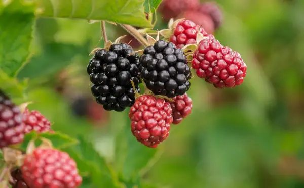 Rahasia Kulit Mulus, Manfaat Buah Berry untuk Lawan Jerawat