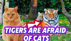 Benarkah Harimau Takut pada Kucing? (Sumber : YouTube/@quotes14)