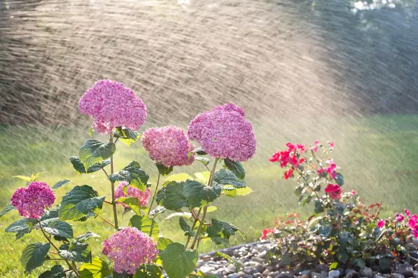 Stres Berkurang dengan Berkebun? Mengungkap Manfaat Merawat Tanaman