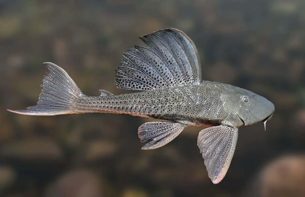 Mengapa Ikan Sapu-Sapu Menjadi Ancaman bagi Ekosistem Perairan? (Sumber : pinterest / Pesca Gerais)