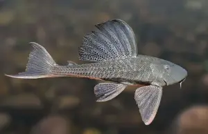 Mengapa Ikan Sapu-Sapu Menjadi Ancaman bagi Ekosistem Perairan? (Sumber : pinterest / Pesca Gerais)