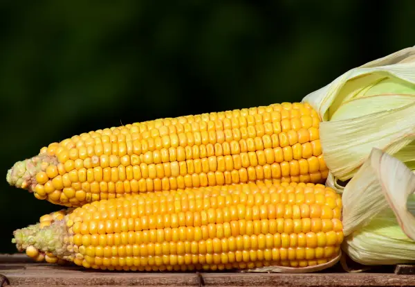Cara Memilih dan Menyimpan Jagung Mentah Agar Segar dan Tahan Lama