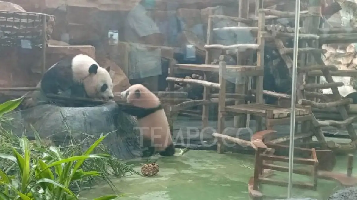 Bayi Panda Raksasa Li Ao Resmi Diperkenalkan ke Publik di Taman Safari Indonesia (Sumber : tempo.co)