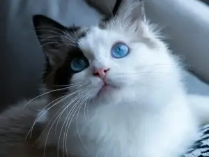 8 Fakta Ragdoll Cat, Salah Satu Kucing Tercantik di Dunia yang Ramah dan Menggemaskan (Sumber : pexels.com/Ling)